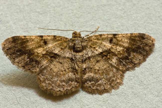 Psilalcis galsworthyi