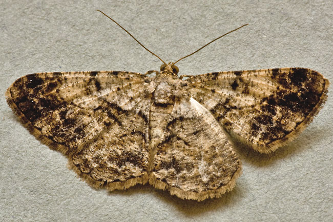 Cleora sp