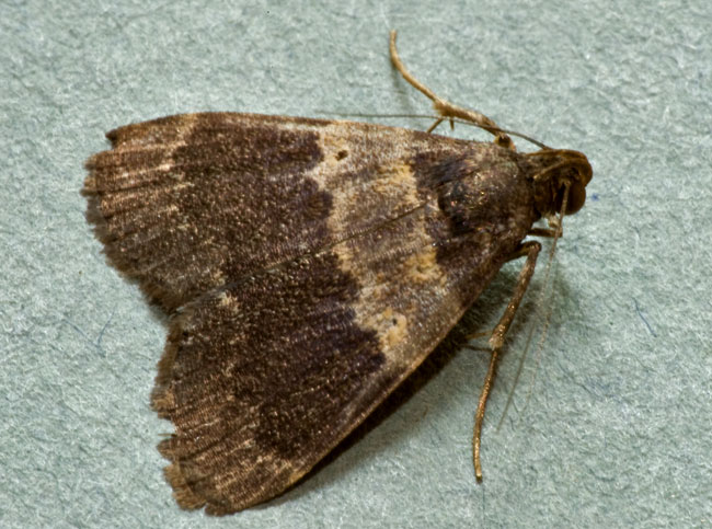 Hydrillodes lentalis