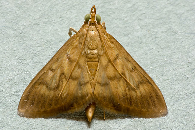 Crypsiptya coclesalis
