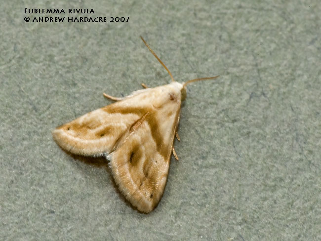 Eublemma rivula