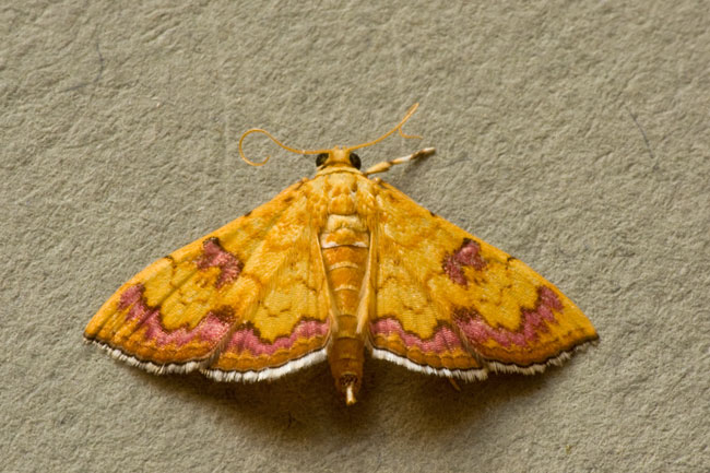 Isocentris filalis