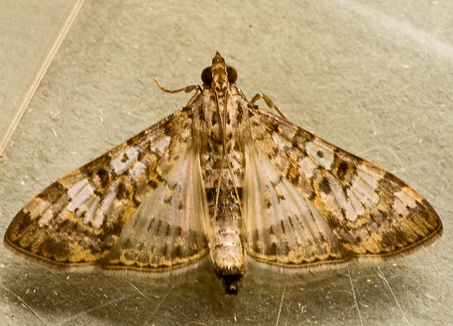 Dysallacta negatalis