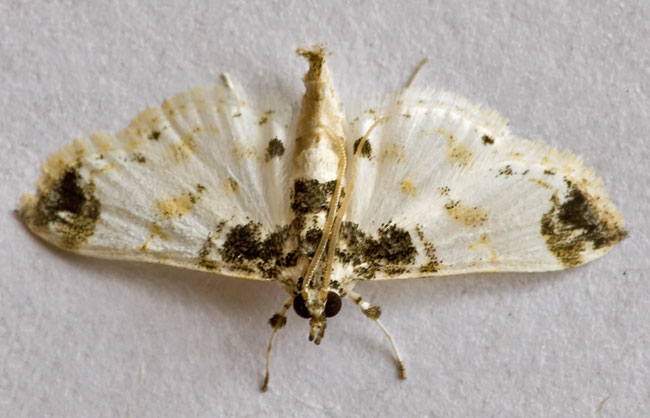 Leucinodes apicalis