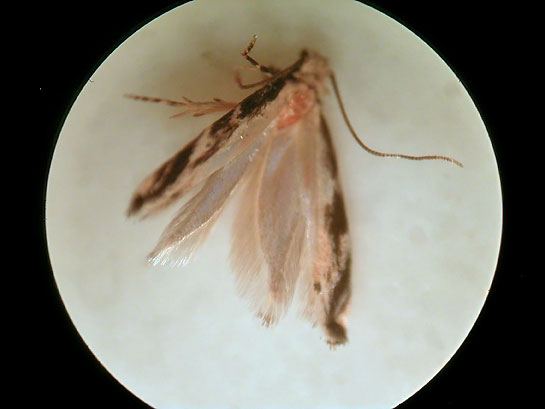Micro-2007-08-17.jpg