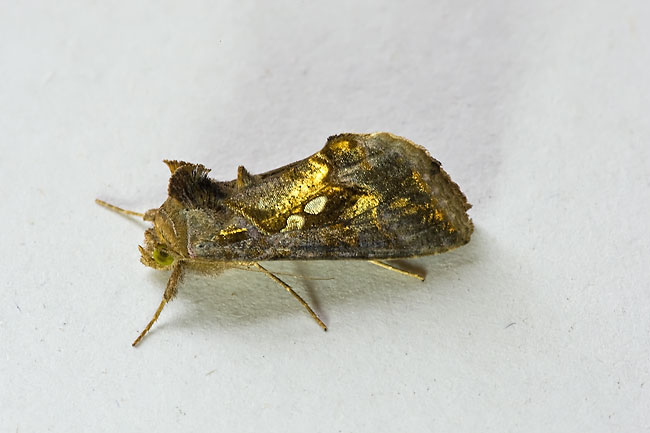Chrysodeixis eriosoma