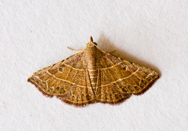 Corgatha dictaria