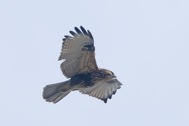 Common buzzard