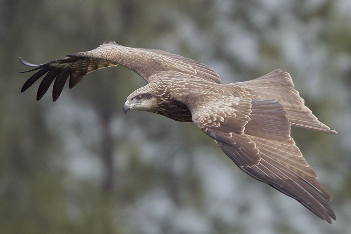Black kite