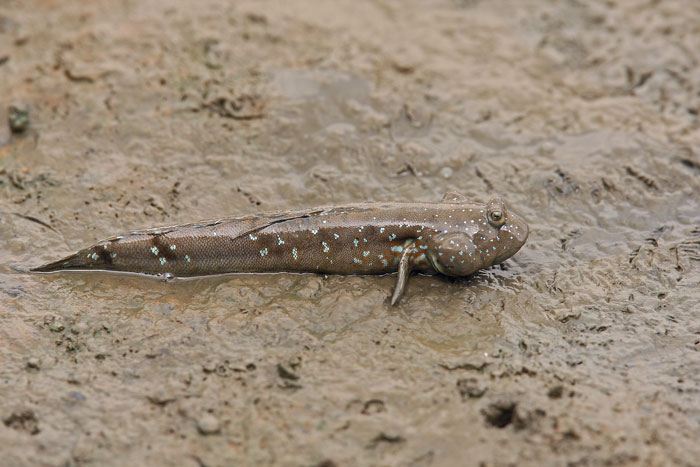 Mudskipper