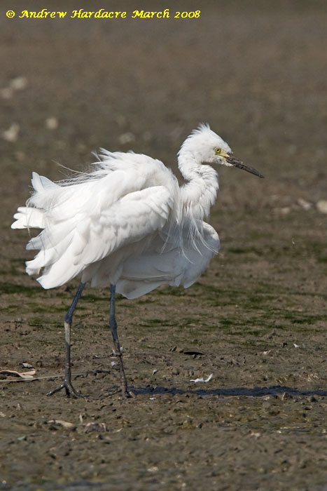 Fluffed-up egret.