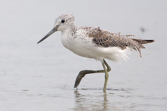 Greenshank