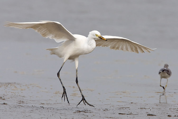 Intermediate egret