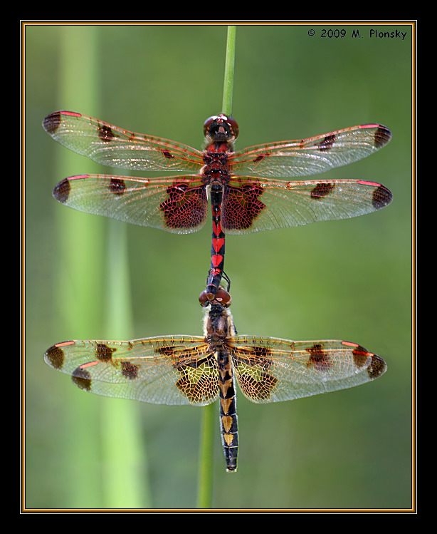 Dragonflies Mating