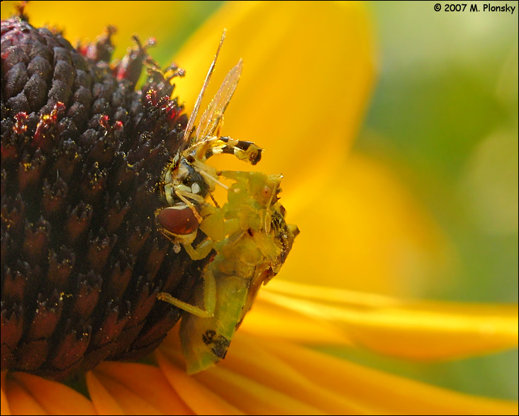 Jagged Ambush Bug with Prey 2