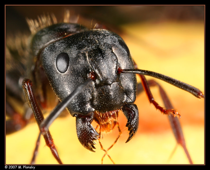 Black Ant with Jaws Open