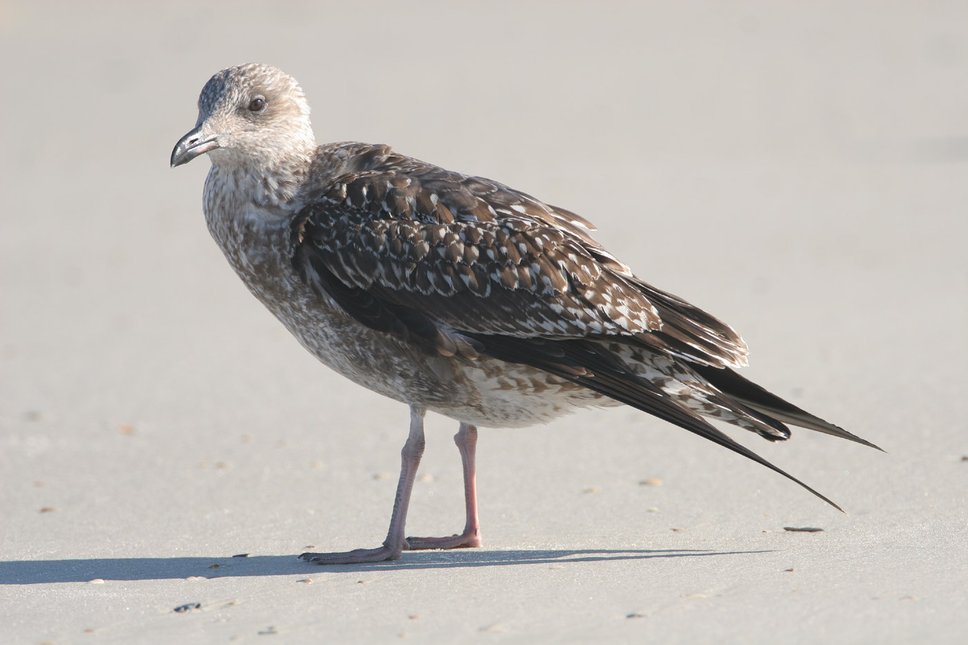 Lesser Black-backed Gull