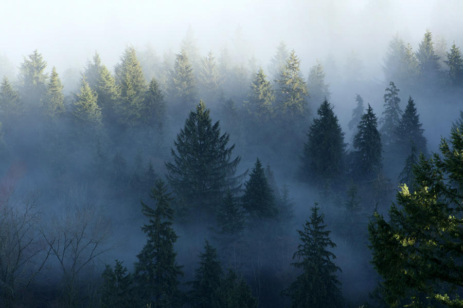 Trees shrouded in fog