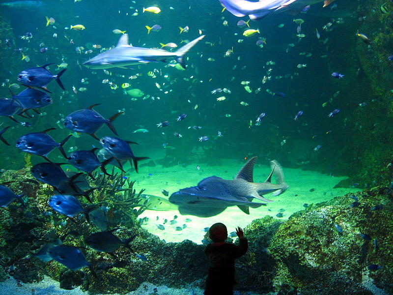 Sydney Aquarium