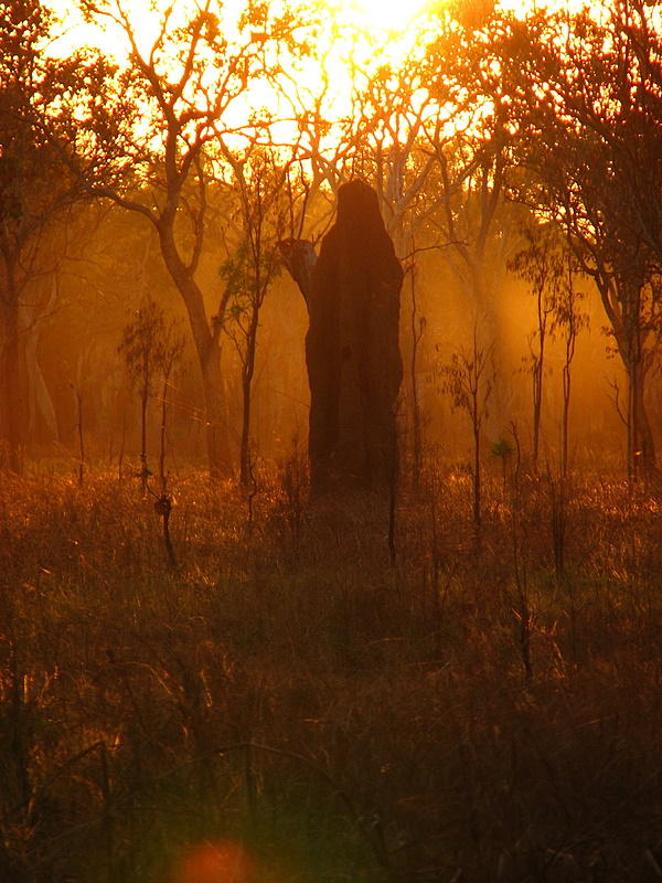 Termite Mound, Kakadu