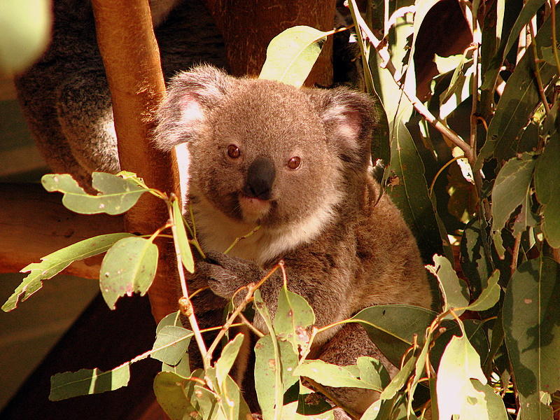 Koala, everybody say ahhhh.