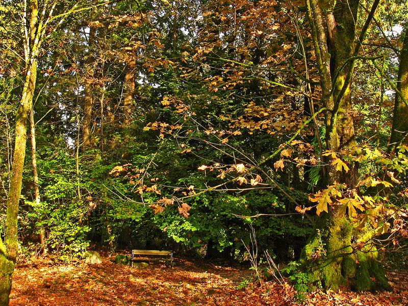 Somewhere to sit in the forest