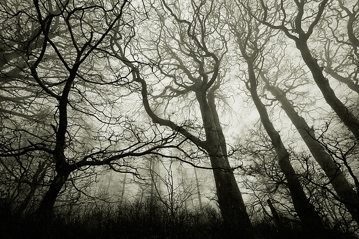 trees