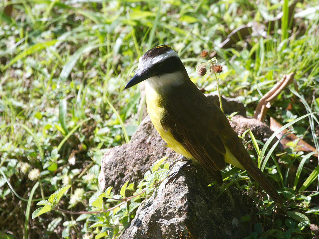 22 Great Kiskadee.jpg