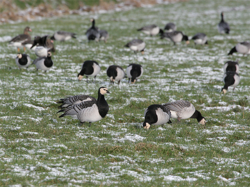 Brandgans - Barnacle Goose