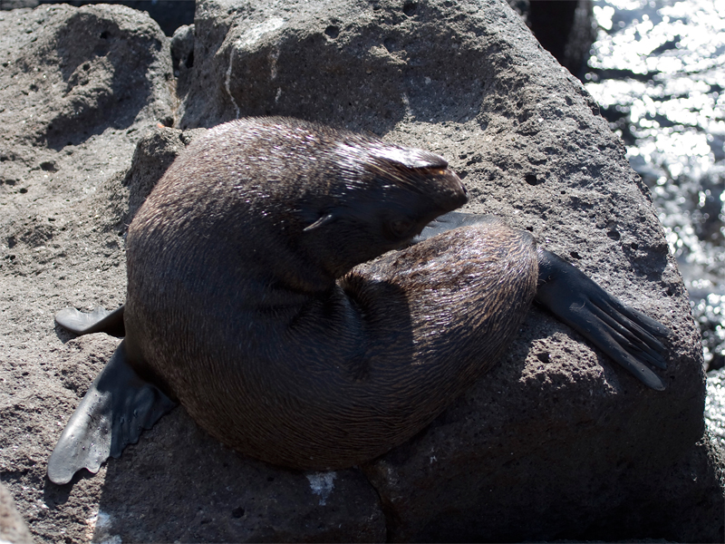 Galpagos Fur Seal