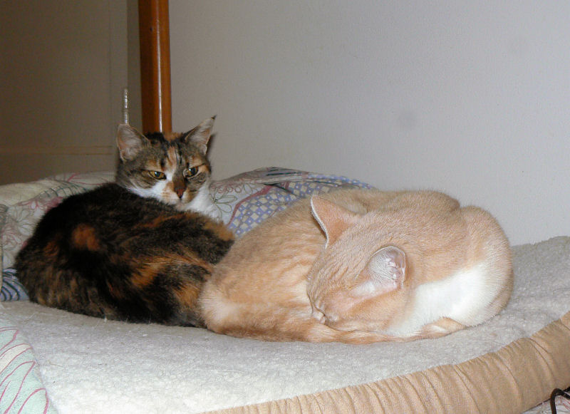 Snuggled up on the Heated Bed