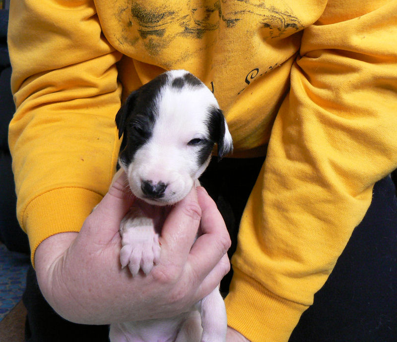 Parti Girl, 3 weeks old and would not keep still!