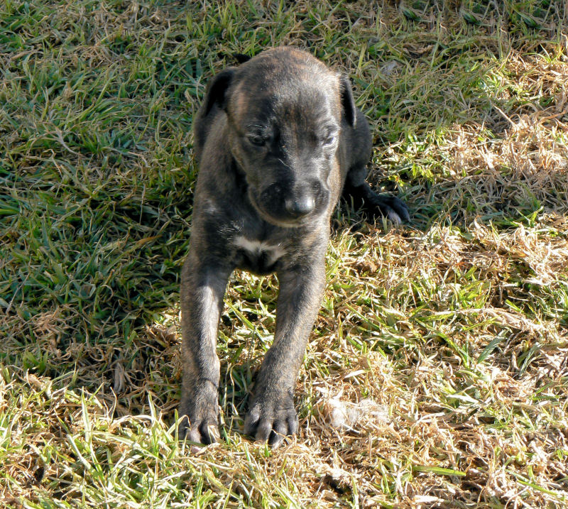 Brindle Girl