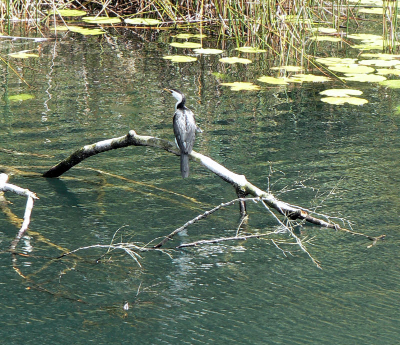 Different variety of Cormorant