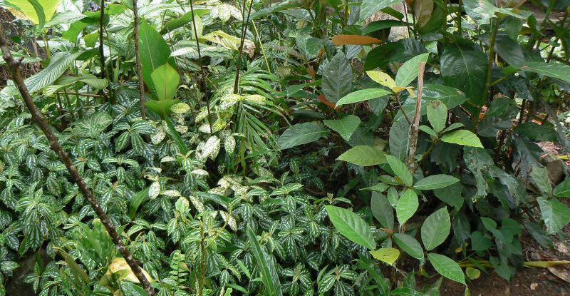 Gardens