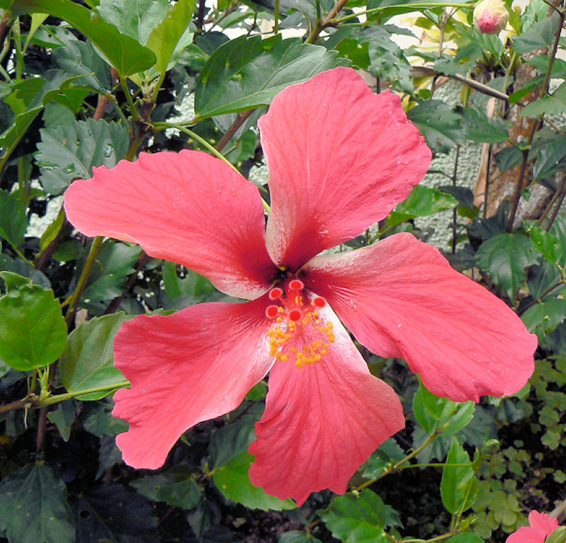 Hibiscus