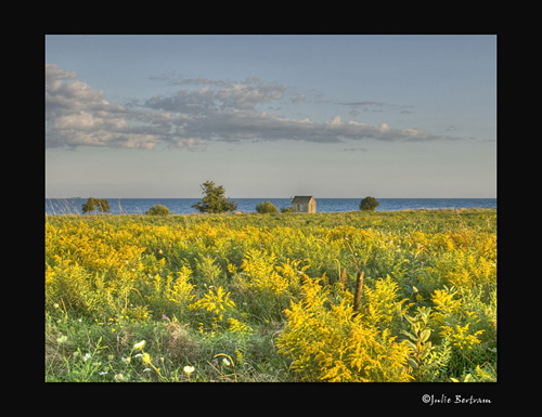 Golden Field