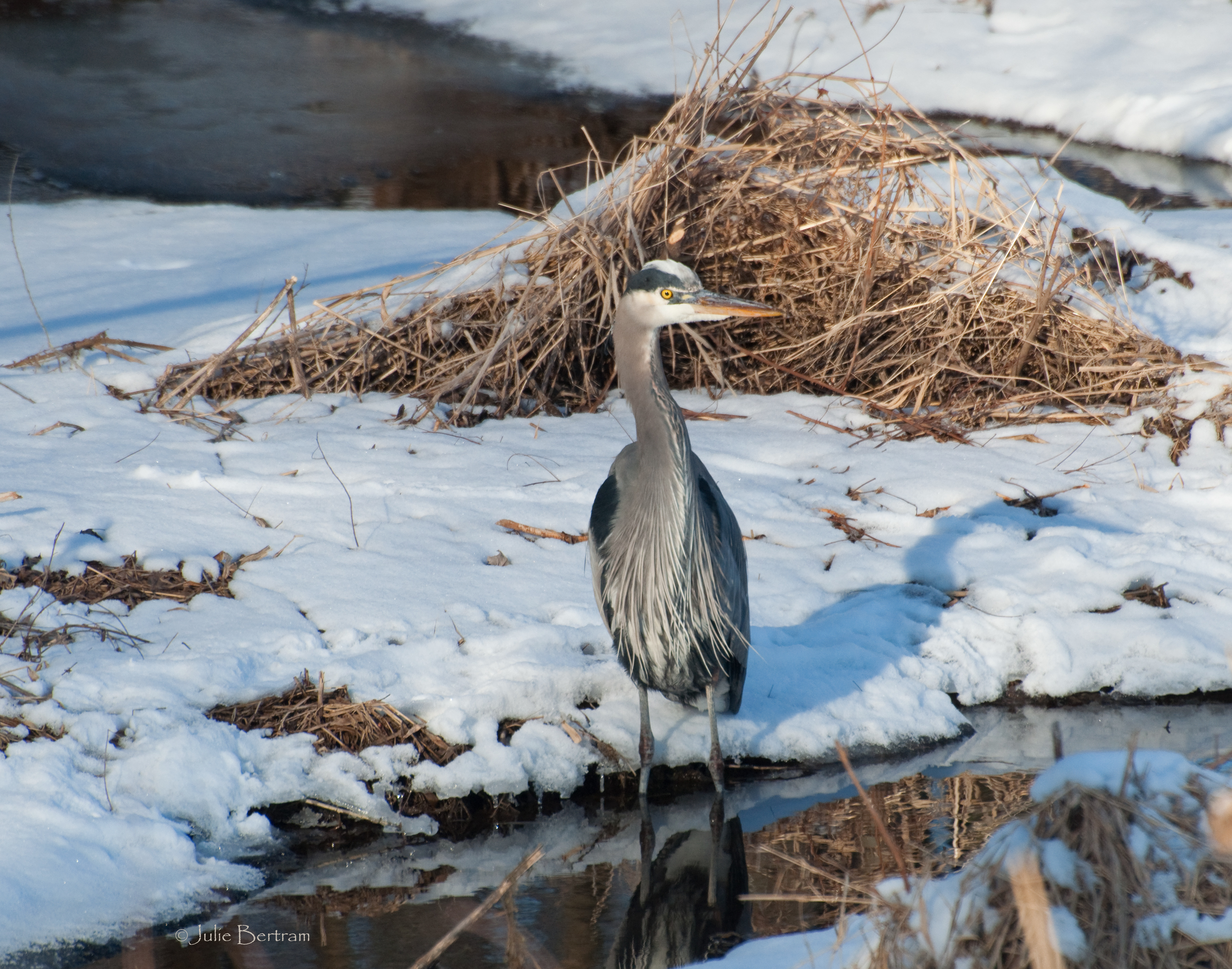 Great Blue in Winter