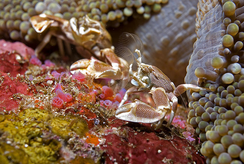 Porcelain Crabs