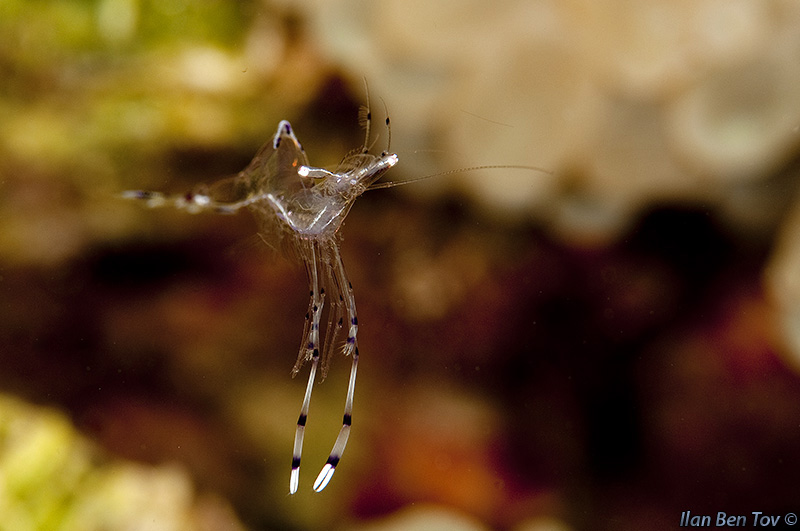 Comonsal Shrimp