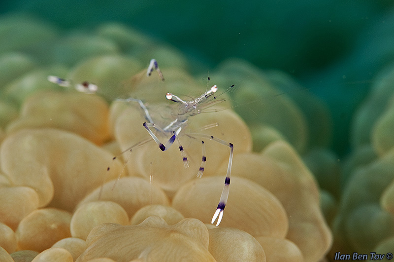 Comonsal Shrimp