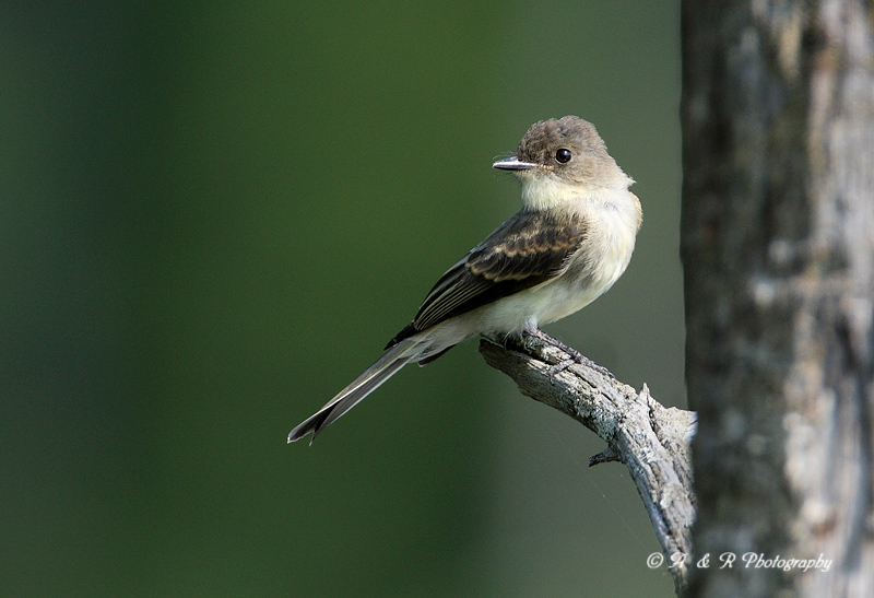 Eastern Phoebe pb.jpg