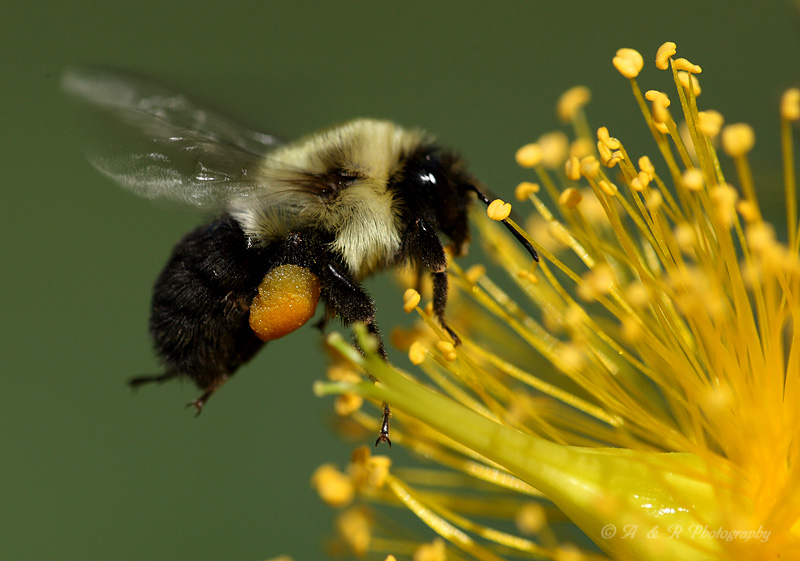 Bee with pollen pb.jpg
