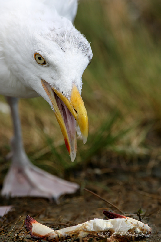 Gull with a crab pb.jpg