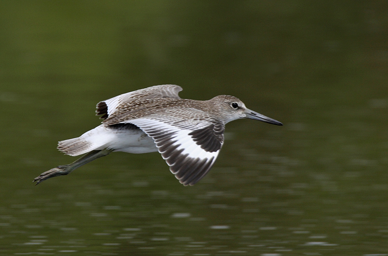 Willet in flight 2.jpg