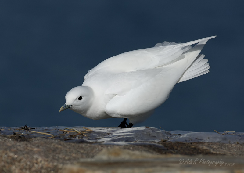 Ivory Gull 11 pb.jpg