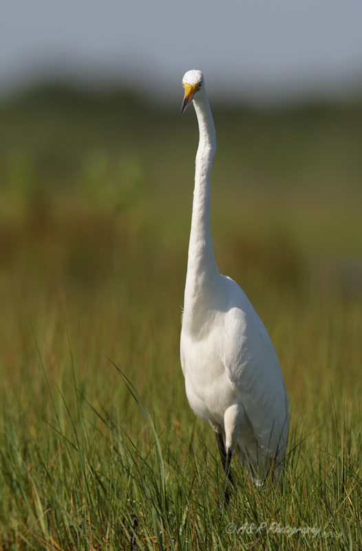 Great Egret 3 pb.jpg