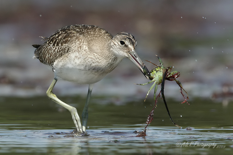 Willet with a crab pb.jpg