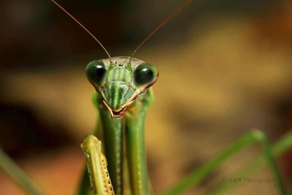 Praying Mantis pb.jpg
