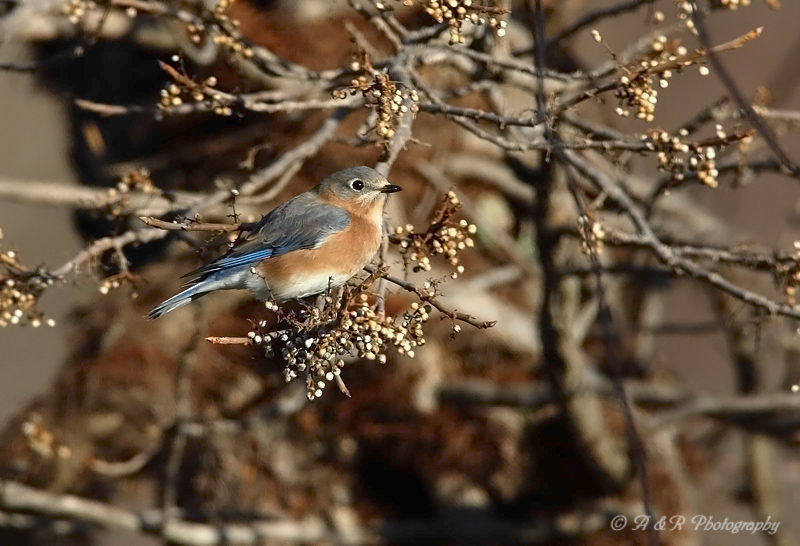 Female Eastern Bluebird pb.jpg